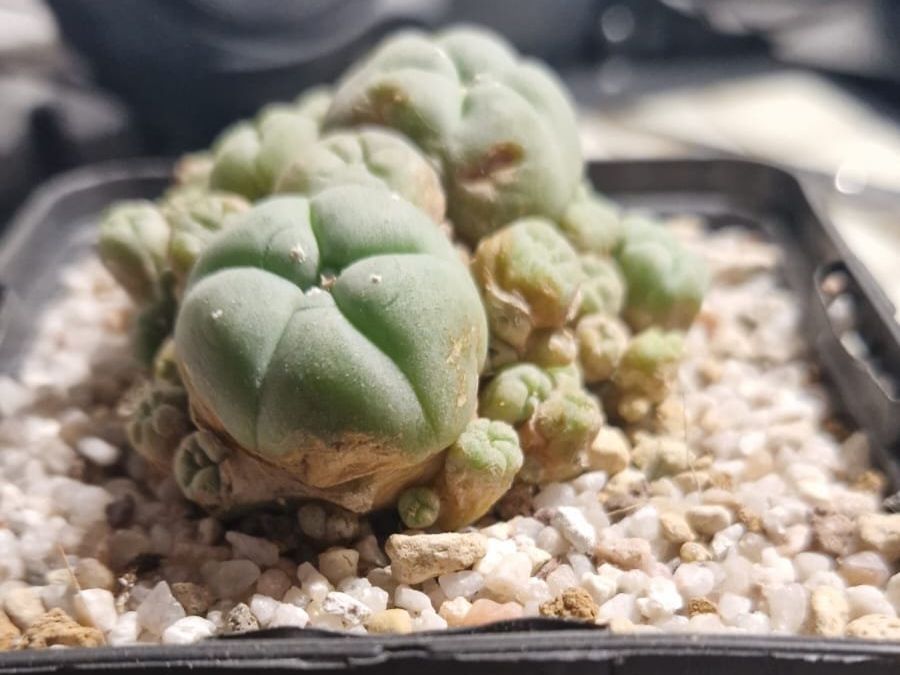 Pflanzen & Samen: Lophophora Sp. var. Caespitosa, 6cm Ø – Gebraucht aus Zürich von LophiMaster 3