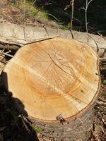 Tronco ciliegio selvatico (Prunus avium) D:30 cm L:12 metri