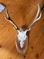 Hirschgeweih Trophäe Jäger