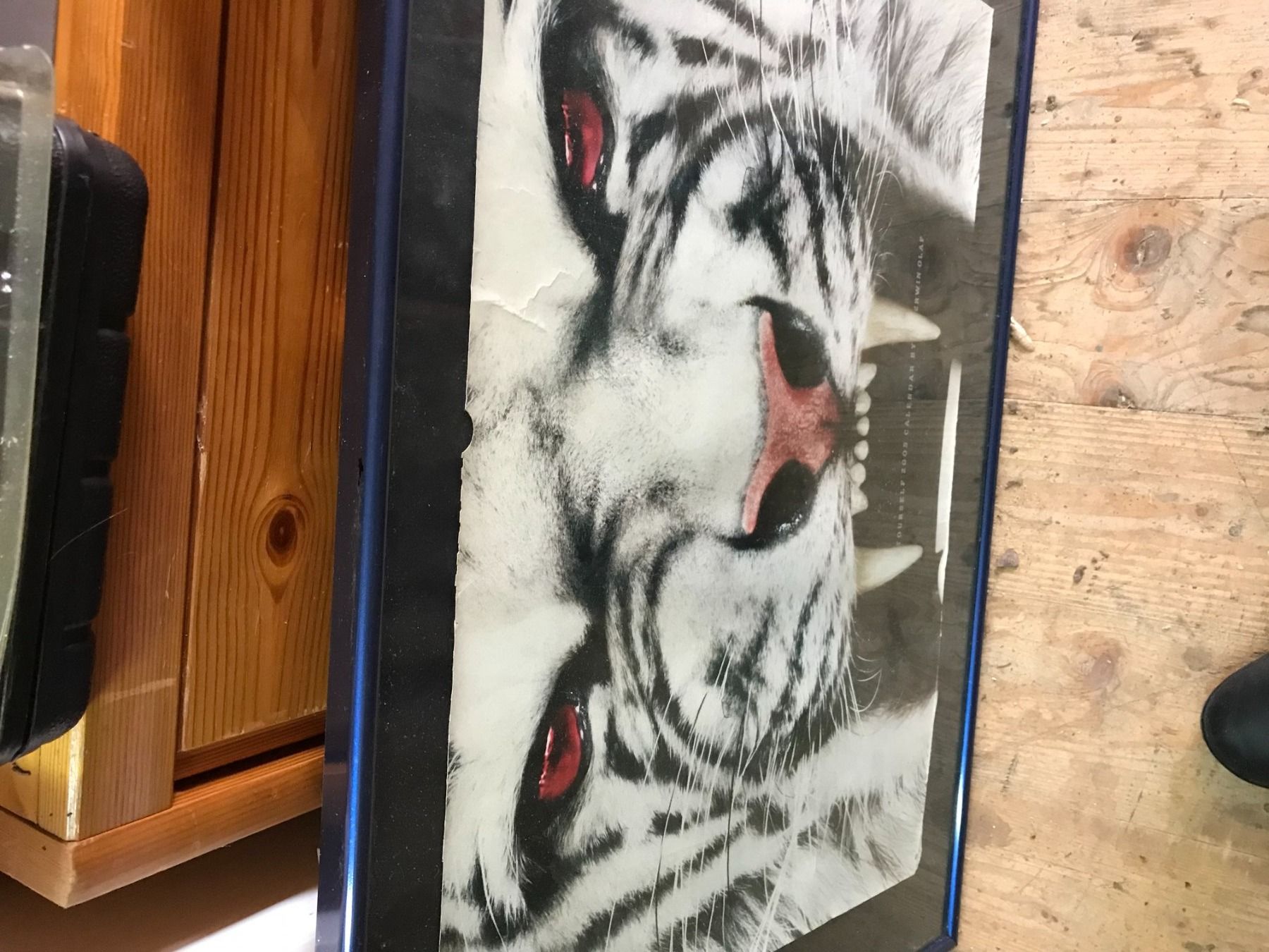 Foto & Immagini: Plakat Bild Tiger ! – Usato da Wil/SG venduto da Andyshop 1