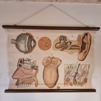 Vintage Schulwandbild Anatomie Sinnesorgane Körper Deko