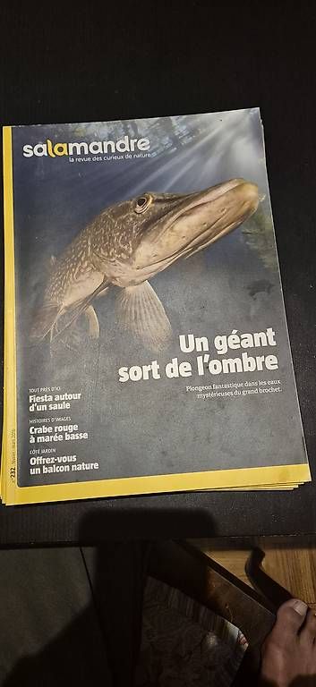 Riviste & Magazine: La Salamandre 6 n° – Usato da Lausanne venduto da angelalone 3