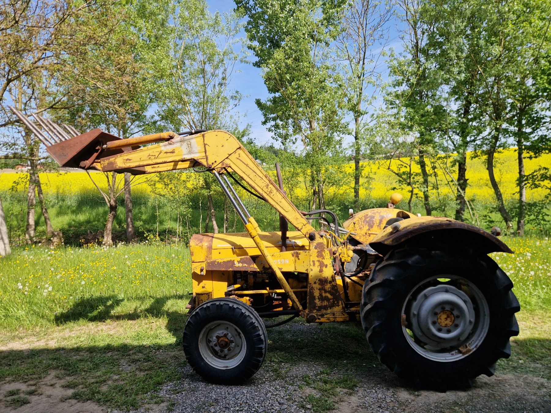 Massey Ferguson Tracteurs: Massey Ferguson 203 – D'occasion à Rain par BurkartLandmaschinen