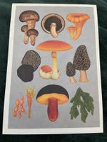 AK neu Illustration Pilz  Pilze Botanic Gardens