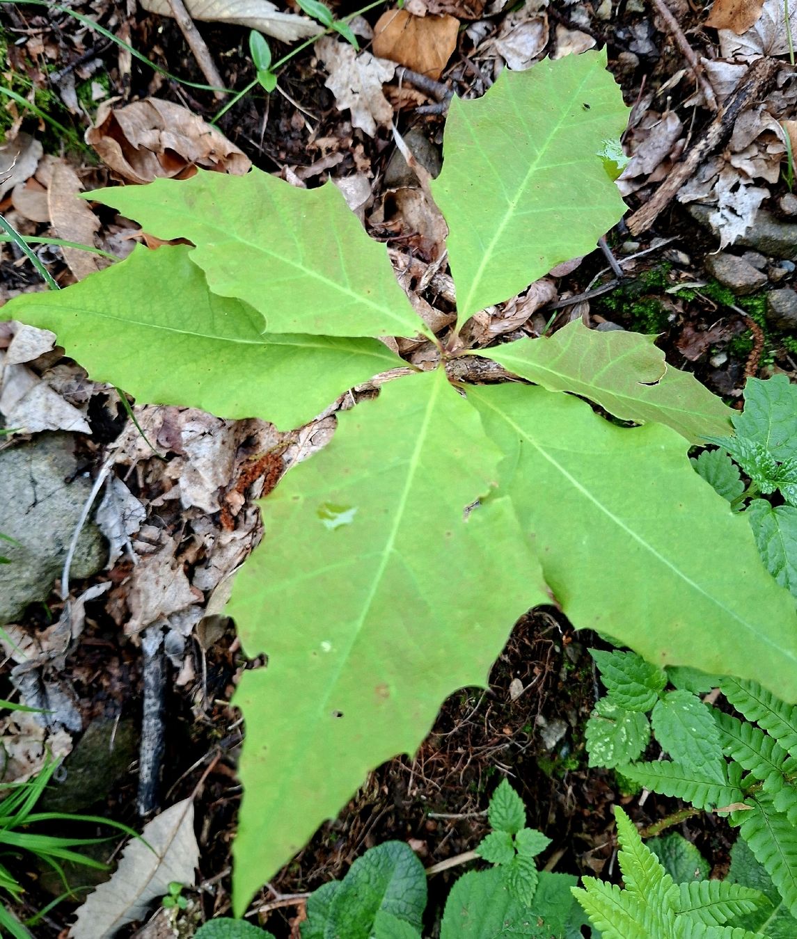 Piante & sementi: 3 Sämlinge Amerikanische rote Eiche 10-20cm : QUERCUS RUBRA – Nuovo e nell'imballaggio originale da Rovio venduto da POSITIFFARTandPLANTS 3