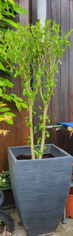 Hibiskus zu verkaufen Kaufen auf Ricardo