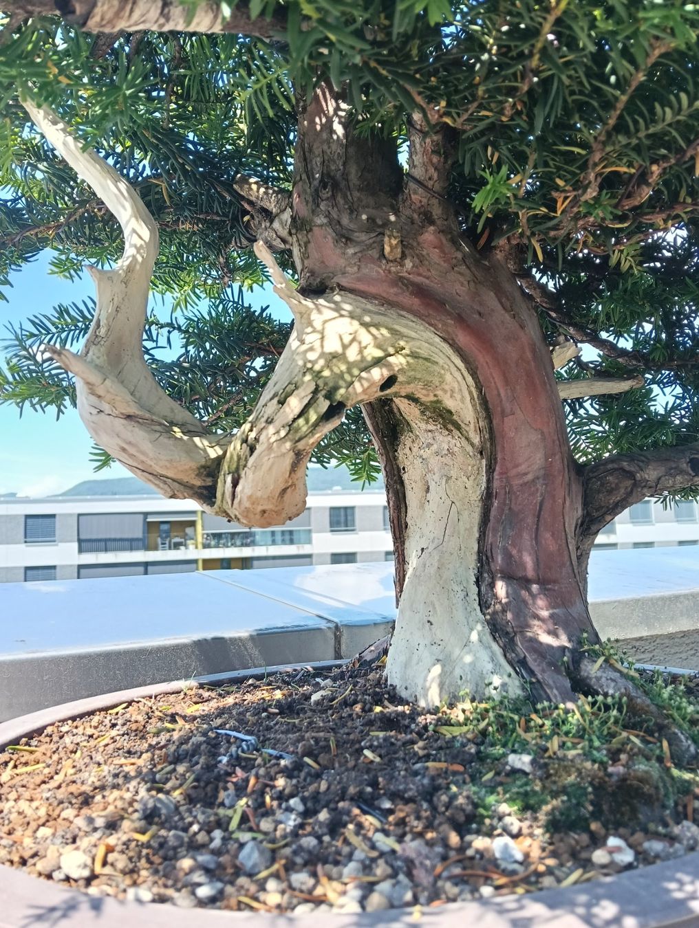 Pflanzen & Samen: Bonsai Eibe – Gebraucht aus Buchs AG von Marcolino08 2