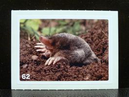 MIGROS MANIA Nature Detectives Nr. 62