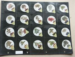 Serie    7503                Bonsai          AZM     Gastro