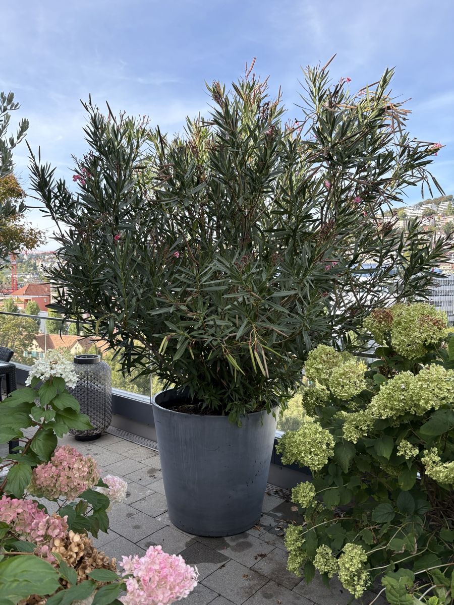 Piante & sementi: Oleander mit rosa Blüten inkl. Topf  – Usato da Zürich venduto da seb_8rsb