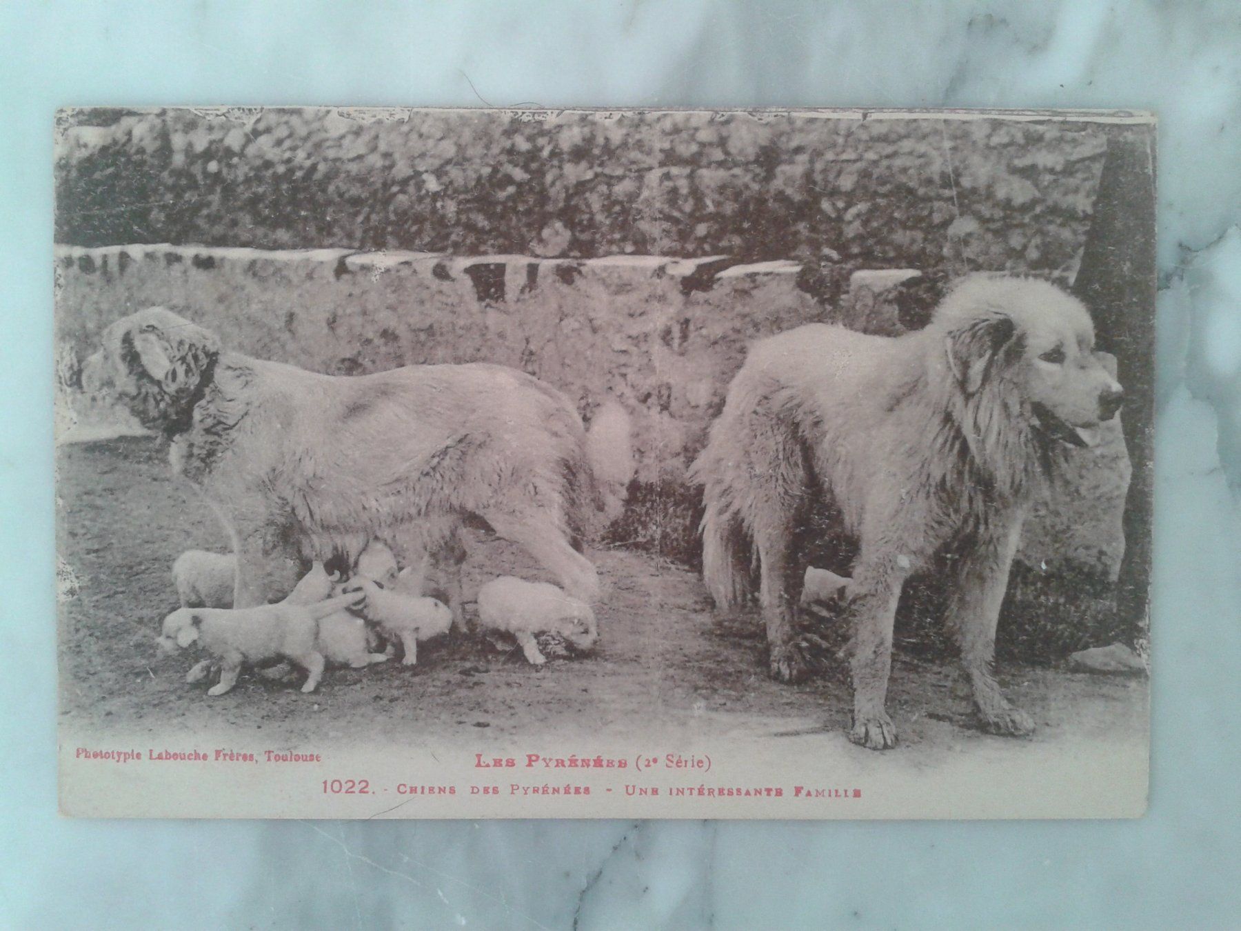 Cartoline postali: 3 alte Postkarten 1922/1934 Hunde Frankreich – Usato da Camorino venduto da Campellino 3