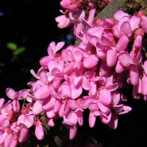 Piante & sementi: Arbre de Judée  2x 20cm  (cercis S.) – Nuovo e nell'imballaggio originale da Bremblens venduto da FIBONACCI369 1