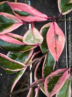 Hoya Carnosa Albo Marginata - robust, attraktiv, 100% Bio