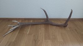 Hirschgeweih, Abwurfstange