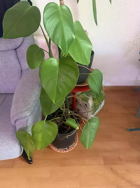 Piante & sementi: Monstera double deco – Usato da torgon venduto da gucci39 2