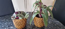 Schöne Tradescantia Pflanzen im Topf, Zimmerpflanzen 🪴