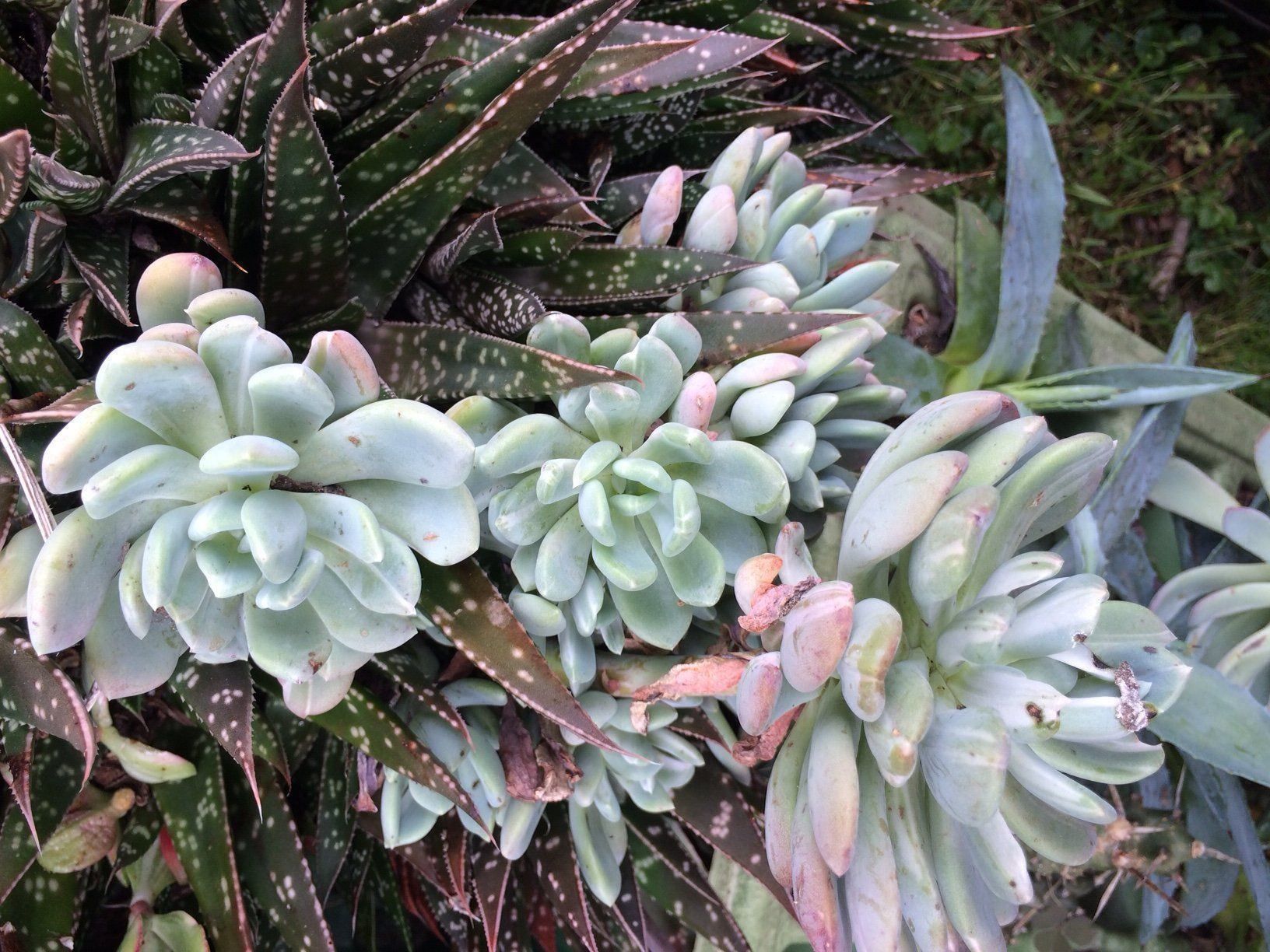 Piante & sementi: Echeveria runyonii – Nuovo (secondo la descrizione) da Vinelz venduto da Wellensittich55 4