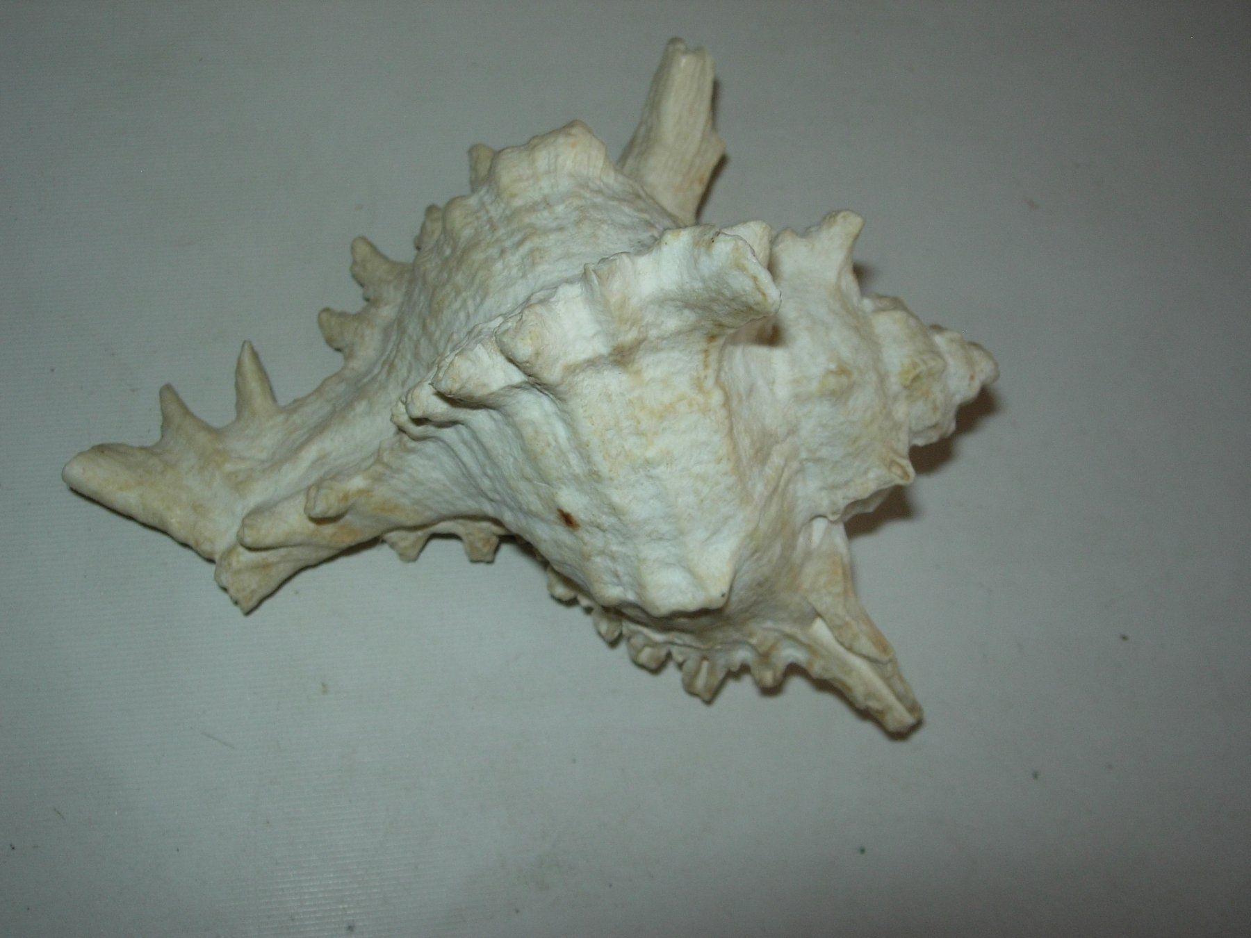 Tutte le decorazioni: Meeresschnecke – Usato da Hagneck venduto da Simu696 1