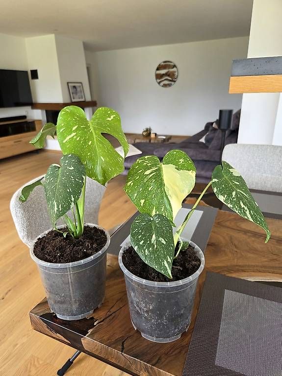 Piante & sementi: Monstera Deliciosa Thai – Usato da Jona venduto da pau_g7rc