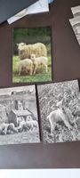 Schafe Lamm Lämmer Postkarten - moutons agneau carte postale
