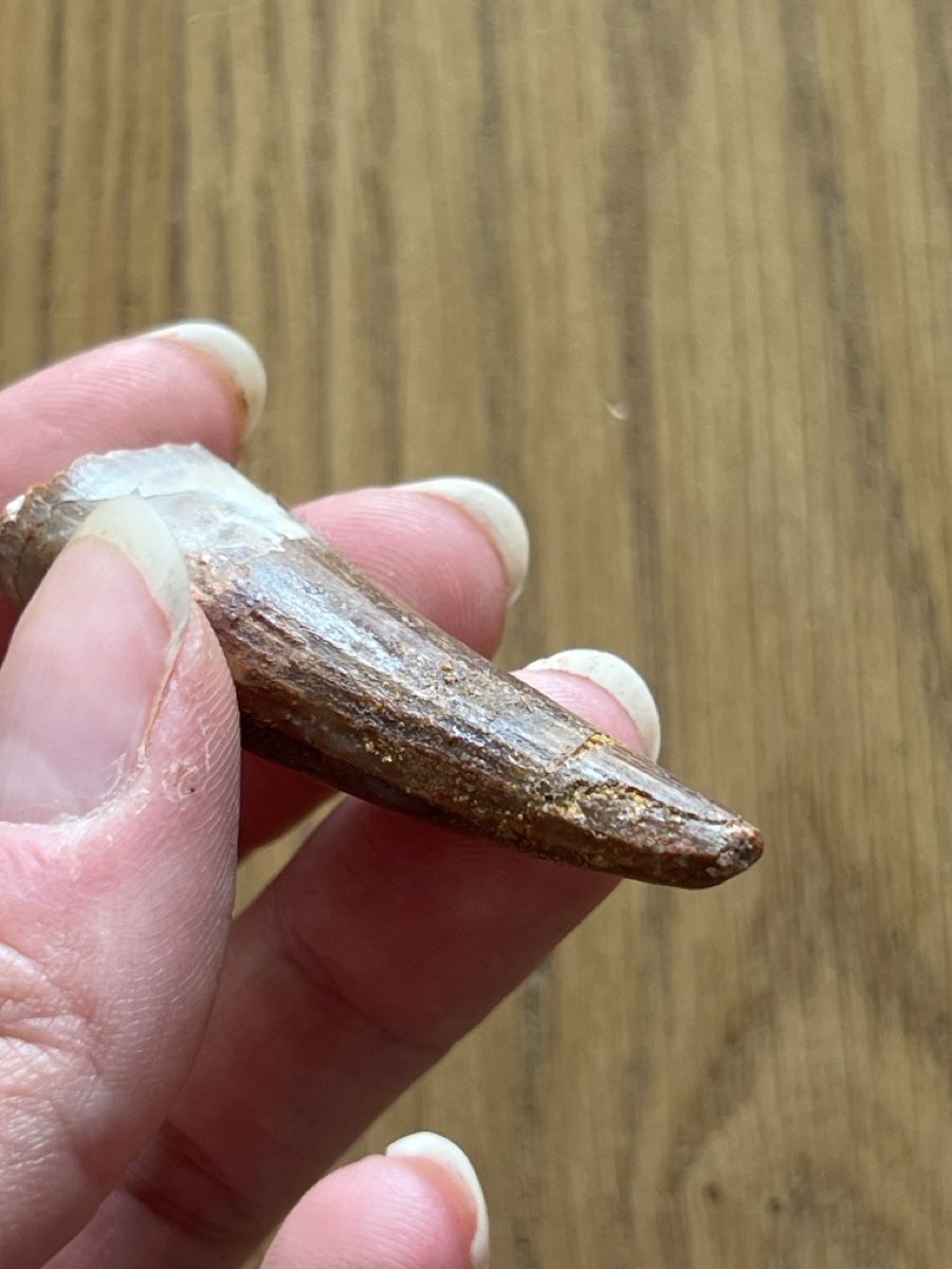 Fossilien: Zahn Spinosaurus aegipticus – Gebraucht aus Ebikon von Angelheart1000 3