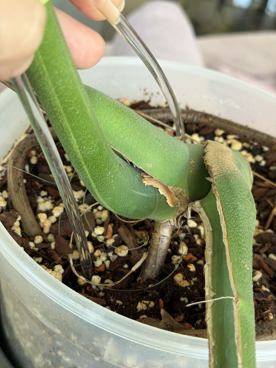 Piante & sementi: Monstera Green on Green Large Form – Nuovo (secondo la descrizione) da Buchrain venduto da Stetoscop 3