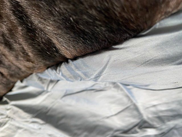 Decken: Apelt Seidendecke Seidenplaid – Neu (gemäss Beschreibung) aus Wohlen AG von homecollectivech 4