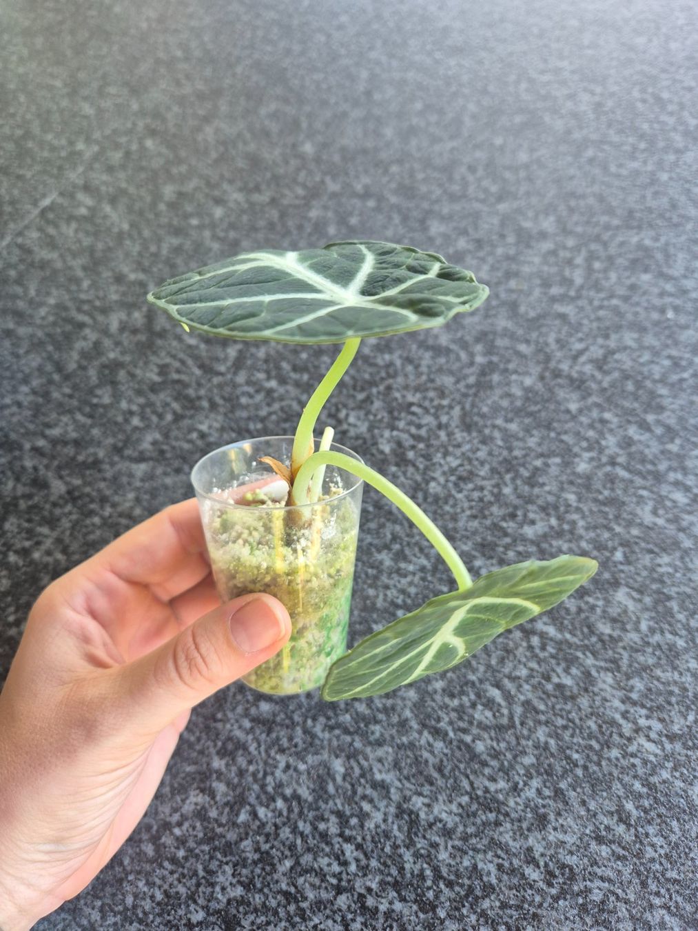 Piante & sementi: Alocasia Ninja – Usato da Urtenen-Schönbühl venduto da Pflanzenherberge 1