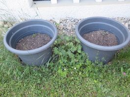 4Pflanztöpfe, ideal für den Garten, mit Kartoffeln im einten