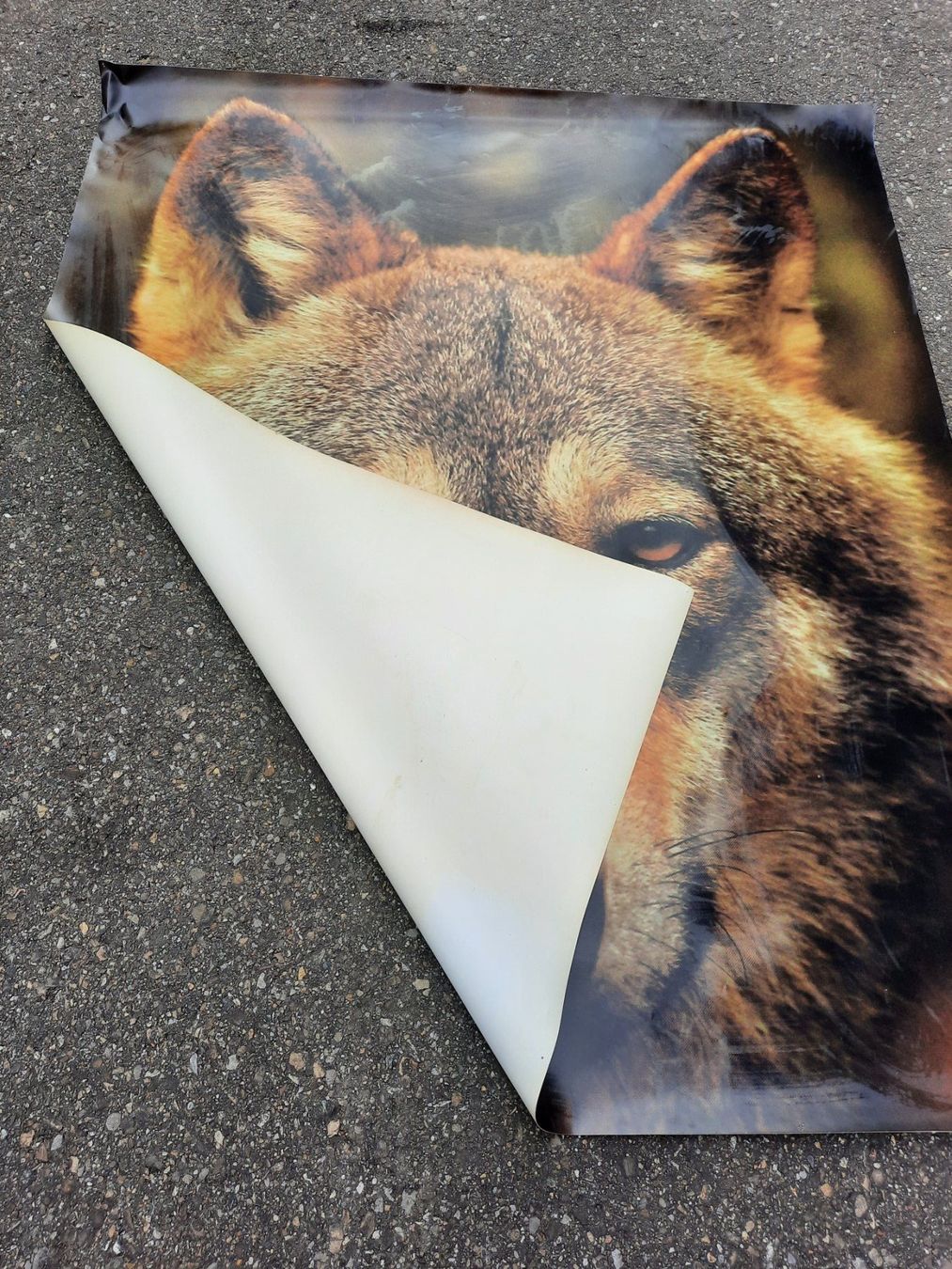 Foto & Immagini: Grosses XL Bild Wolf 150cm x 124cm – Usato da Weinfelden venduto da JoeBaer 2