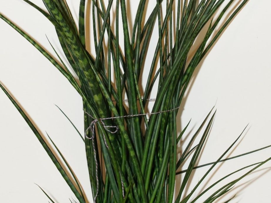 Pflanzen & Samen: Bogenhanf Sansevieria Fernwood – Gebraucht aus Wil SG von froschbiss 1