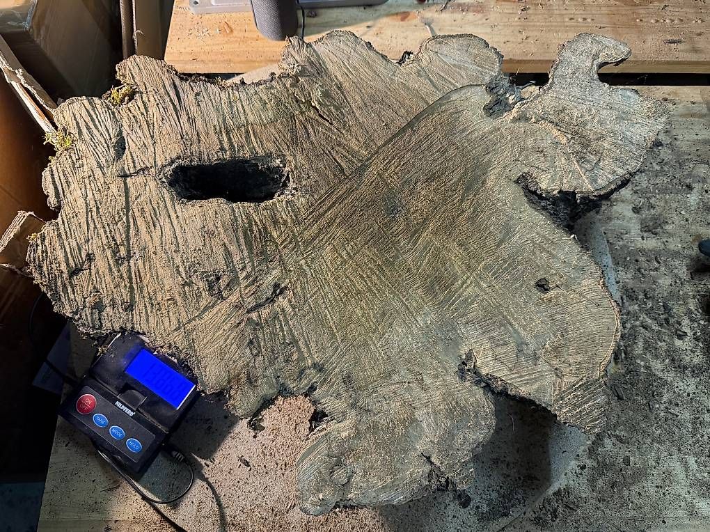 Articoli in legno: Olivenholz Wurzelscheibe W5 – Usato da Buus venduto da macipioji 1