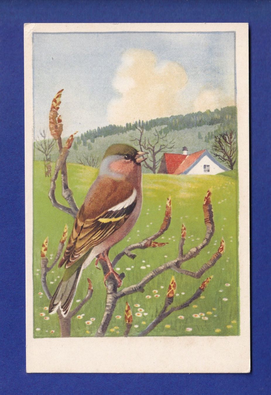 Cartes postales: OISEAU - Pinson – D'occasion à Pully par nicecards-shop