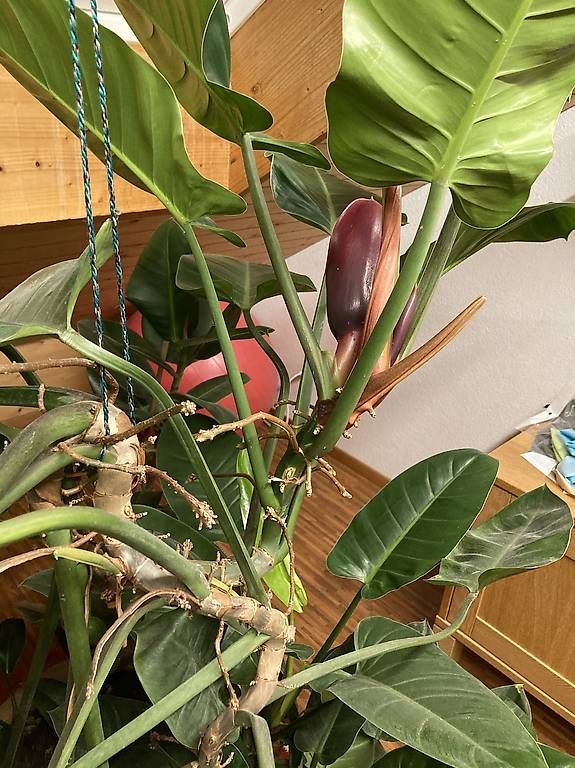 Plantes & graines: Zimmerpflanze zu verkaufen  – D'occasion à zürich par Apfel2 1