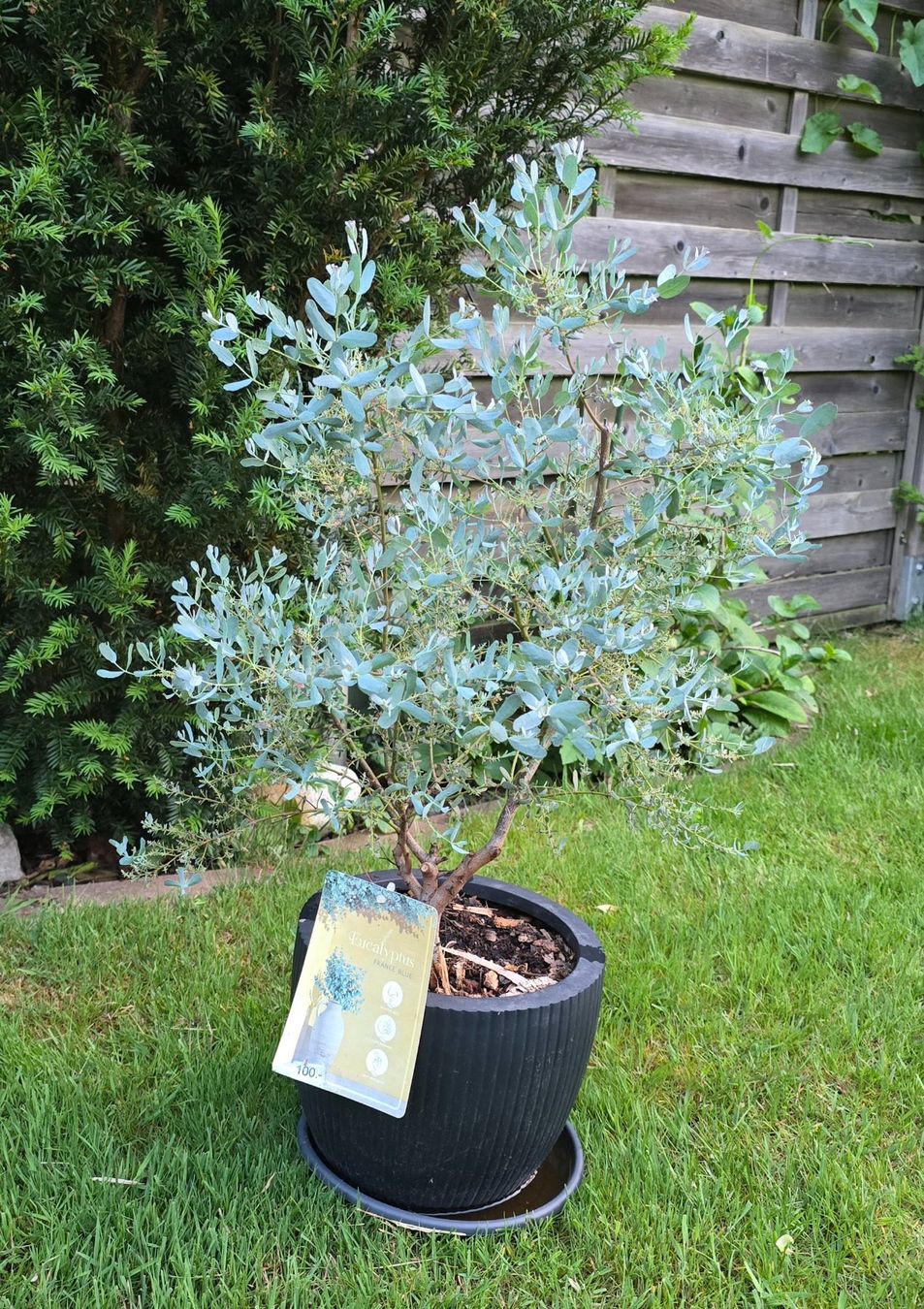 Piante & sementi: Eucalyptus gunnii 'France Bleu – Usato da Aarburg venduto da popkorn65 3