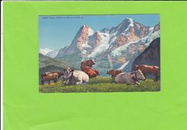 Eiger-Mönch-weidende Kühe