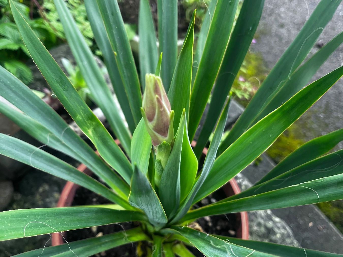 Piante & sementi: YUCCA FILAMENTOSA mit einer Blüte (ca 75 cm) – Usato da Möhlin venduto da mil_h55x