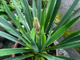YUCCA FILAMENTOSA mit einer Blüte (ca 75 cm)