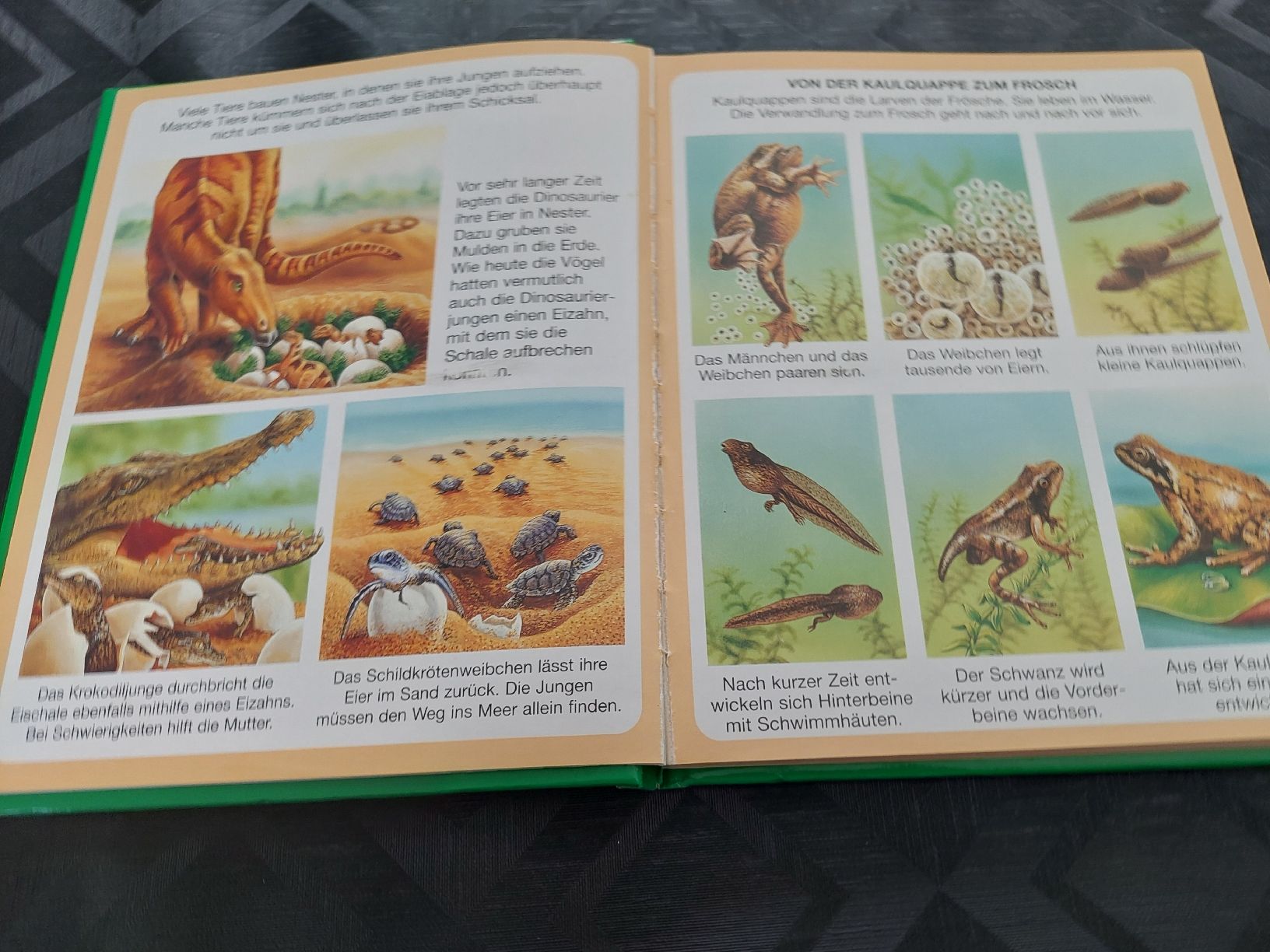 Bücher: Dein buntes Wörterbuch  Natur – Gebraucht aus Zetzwil von lanst08 3