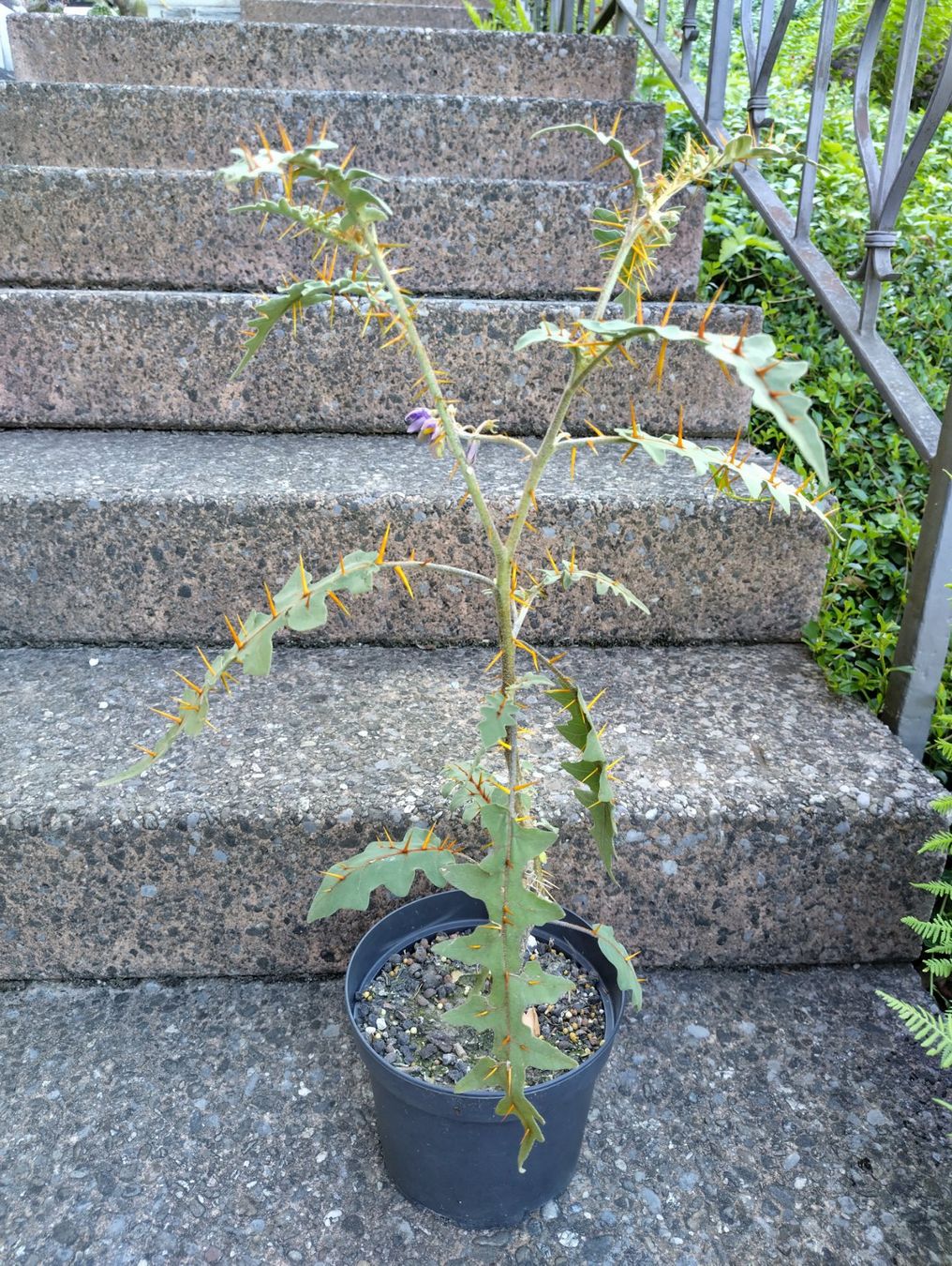 Piante & sementi: Solanum pyracanthum, Nachtschattengewächs, aus Madagaskar – Nuovo (secondo la descrizione) da Mühlethal venduto da spacebird 1