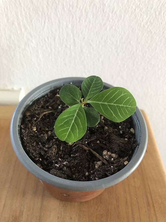 Piante & sementi: Kleine Spuckpalme – Usato da Rüti ZH venduto da Nottinghill2 2