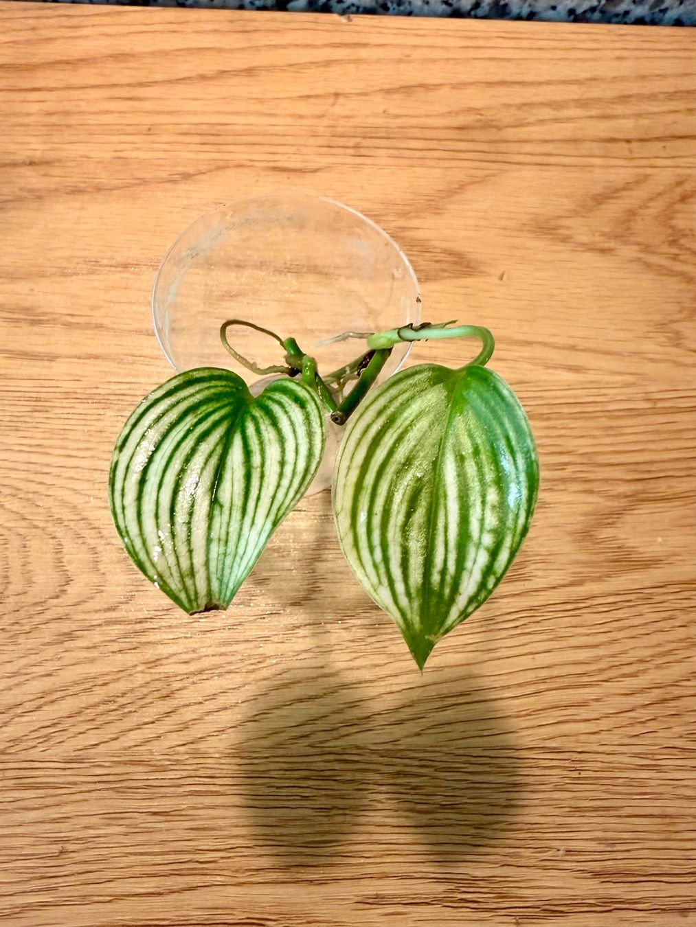 Plantes & graines: Scindapsus White Monster – D'occasion à Kaiseraugst par dka_b97z