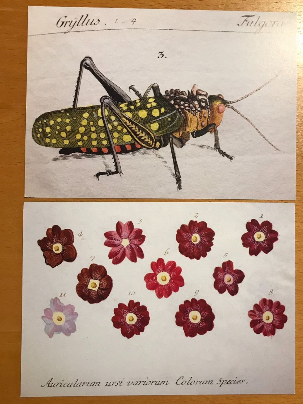 Cartoline postali: 2x Grusskarten Grille Blumen – Usato da Luzern venduto da mey_s13