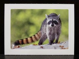 MIGROS MANIA Nature Detectives Nr. 7