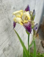 Iris und Campanula im Tontopf 