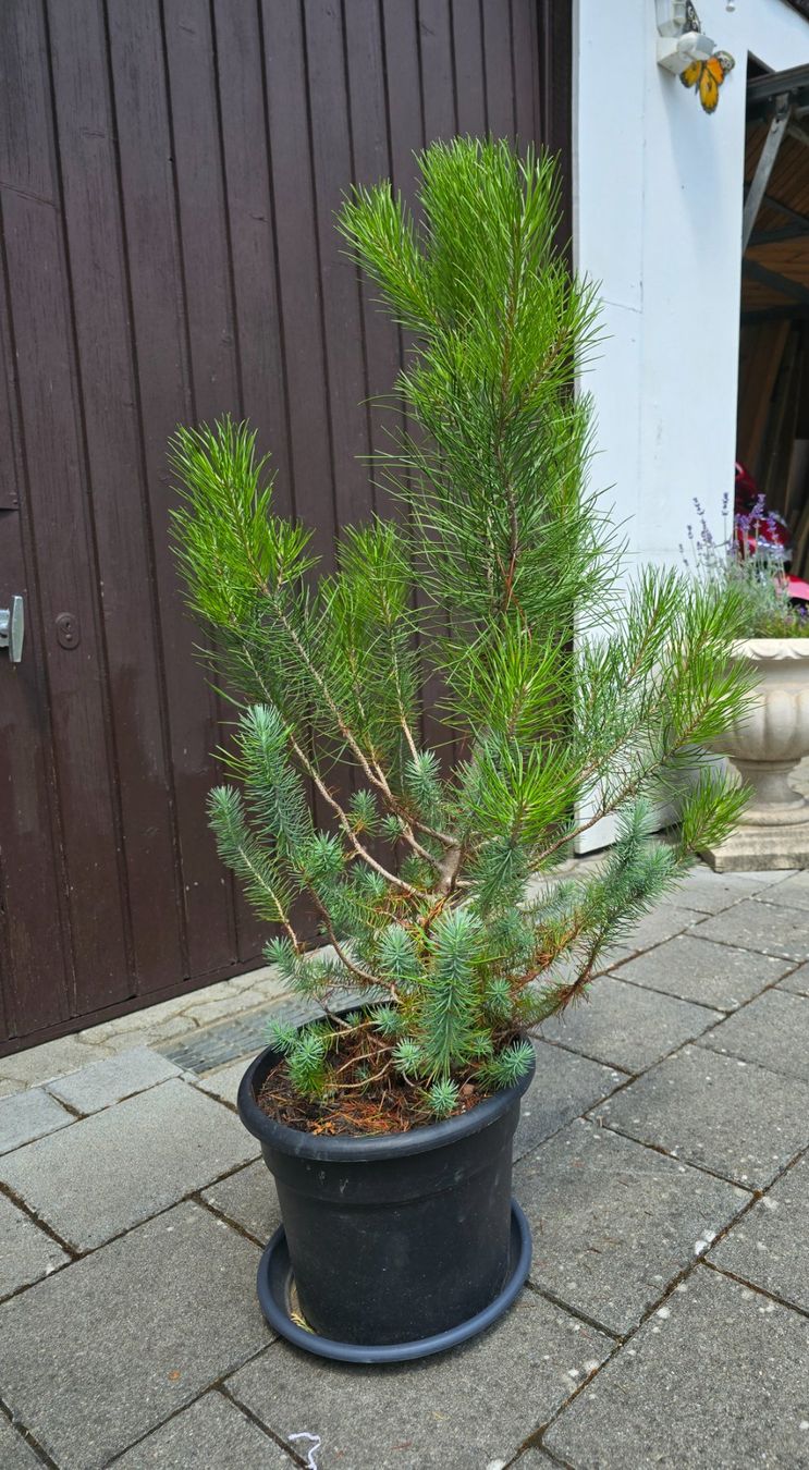 Pflanzen & Samen: Pinus silver crest 🌲 – Gebraucht aus Aarburg von popkorn65 4