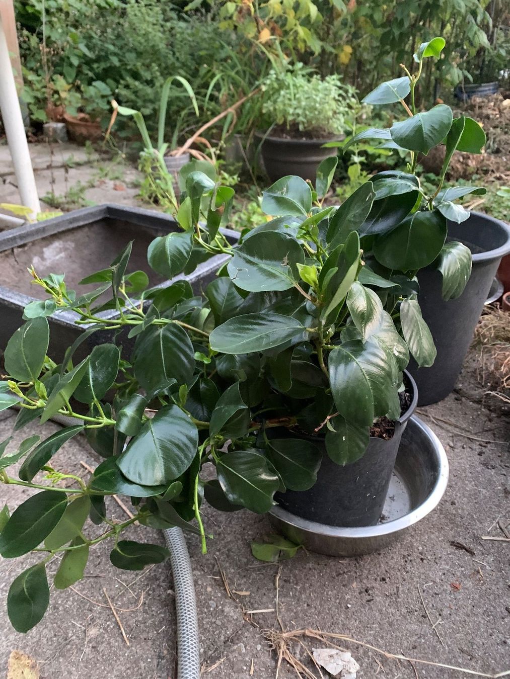 Pflanzen & Samen: Mandevilla - Dipladenia / grosse Pflanze – Neu (gemäss Beschreibung) aus Hinteregg von ERFOLG78 3