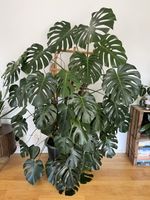 XXL Monstera deliciosa