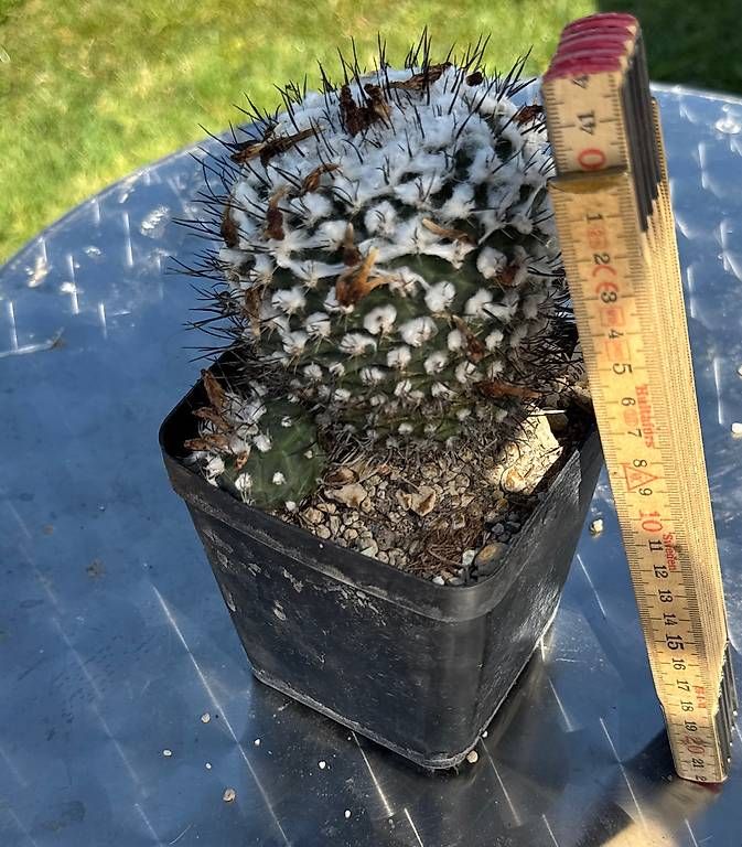 Piante & sementi: Kaktus Rarität  – Usato da Lyssach venduto da Kaktushubi 1