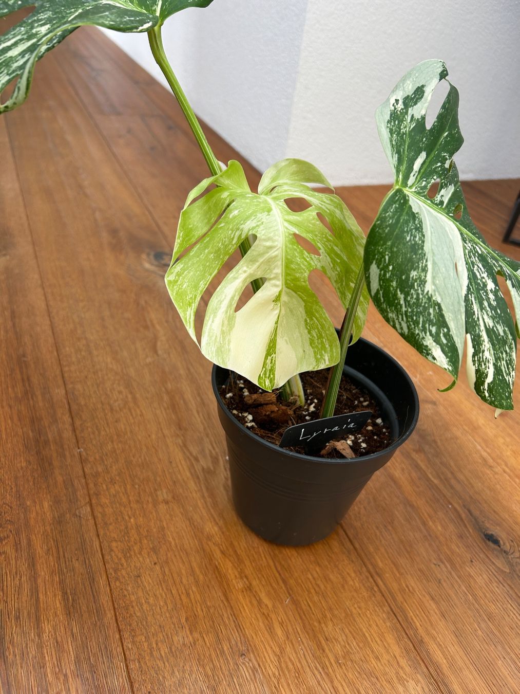 Piante & sementi: Monstera variegata💚 – Usato da Wattwil venduto da Mikesplantshop 1